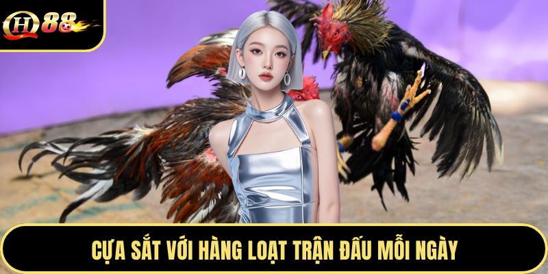 Cựa sắt với hàng loạt trận đấu mỗi ngày