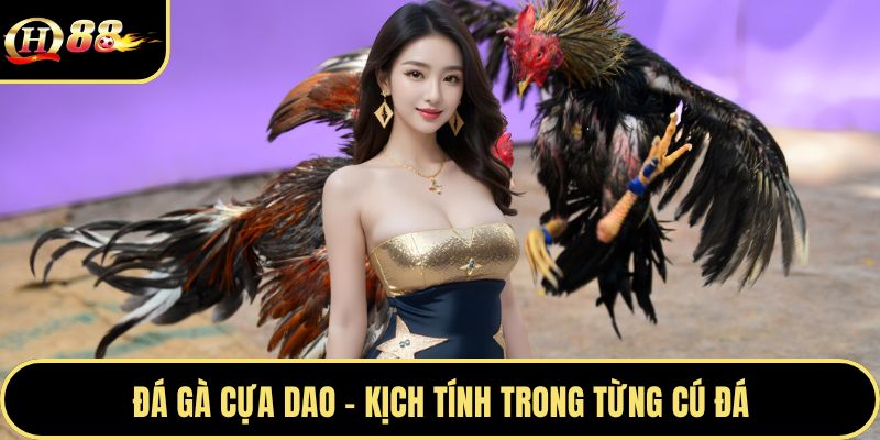 Đá gà cựa dao - Kịch tính trong từng cú đá