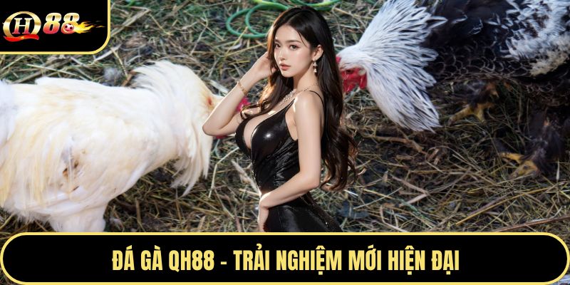 Đá gà QH88 - Trải nghiệm mới hiện đại