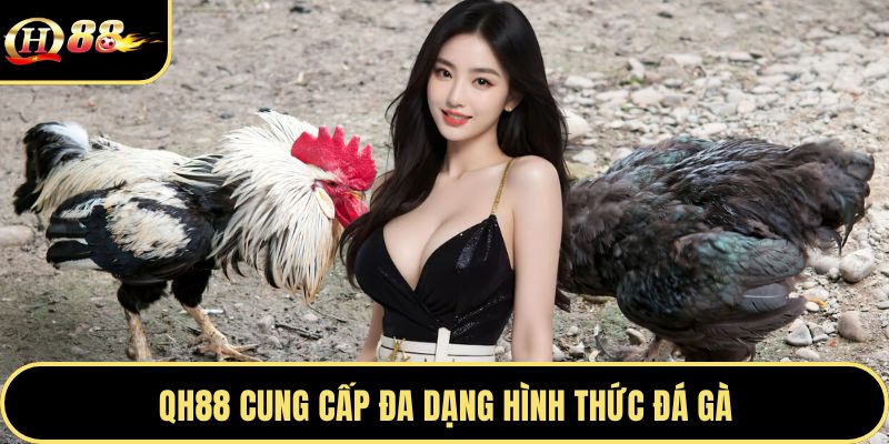 QH88 cung cấp đa dạng hình thức đá gà