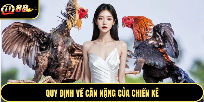 Quy định về cân nặng của chiến kê