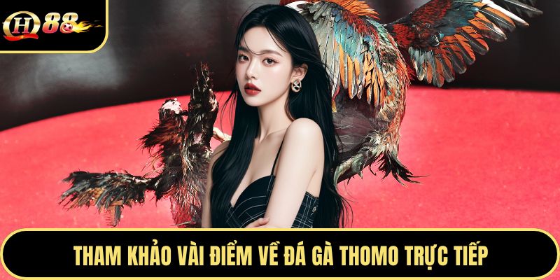 Tham khảo vài điểm về đá gà Thomo trực tiếp